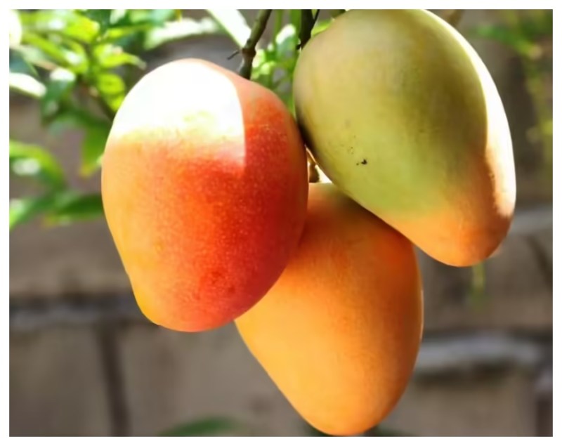 weight gain fruits -1-2-3