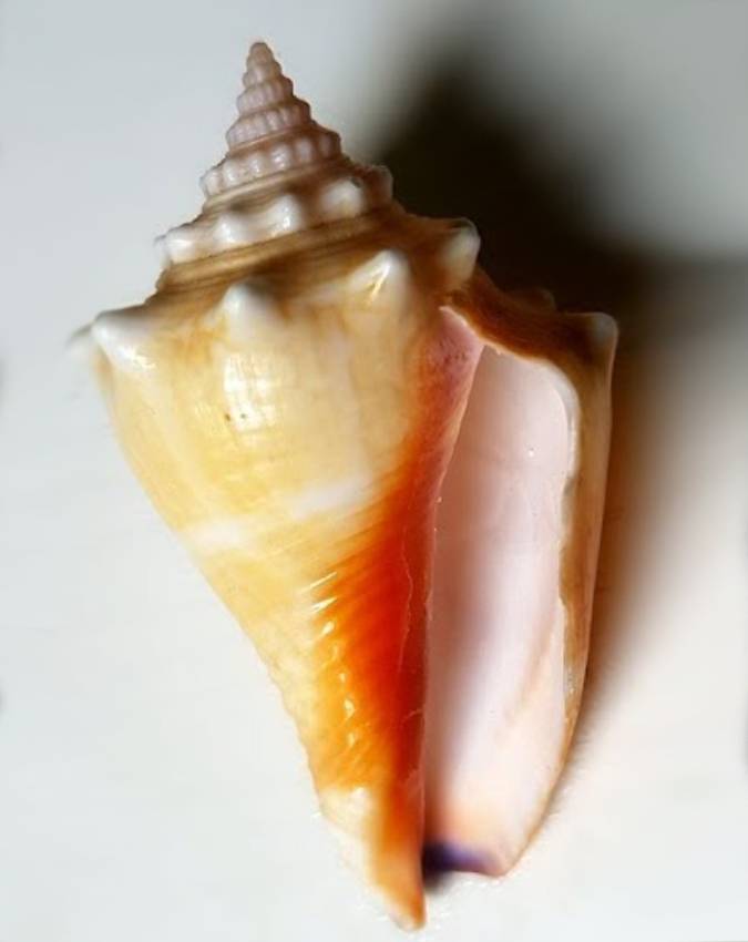 shankh ke prakar -1-2-3-4-5-6