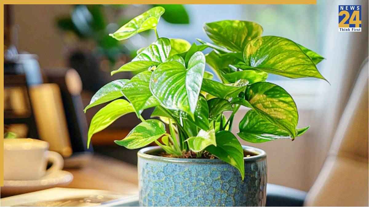 Money Plant Rules: इस खास ग्रह से है मनी प्लांट का संबंध, इस तरह लगाएं, घर पर बरसेगी धन की देवी लक्ष्मी की कृपा