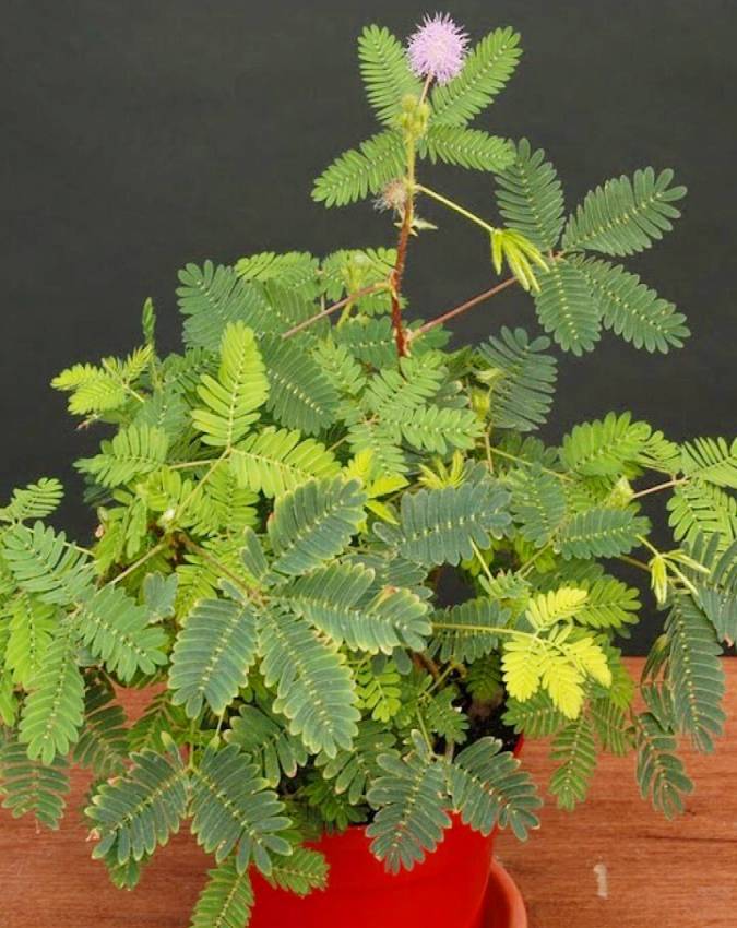 Plant-Vastu-Tips-1-2-3-4