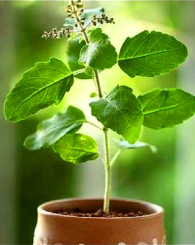 Plant Vastu Tips Plant-Vastu-Tips-1-2