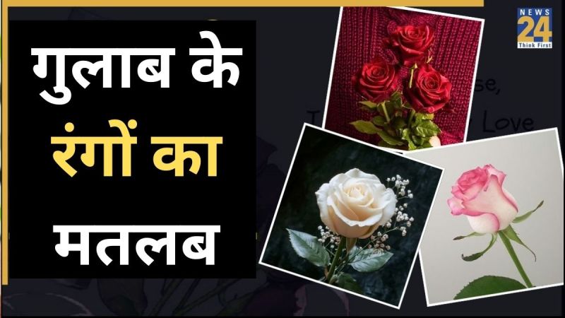 Rose colours meaning