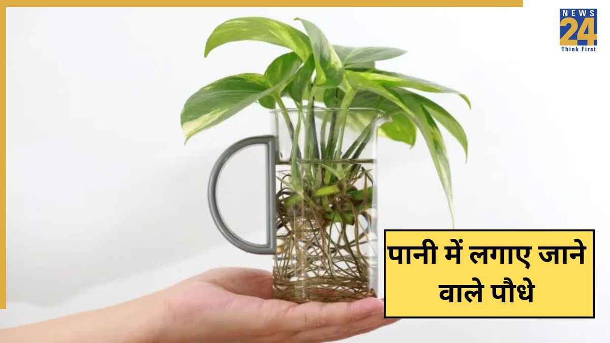 Bina Mitti Ke Paudhe Kaise Lagaye