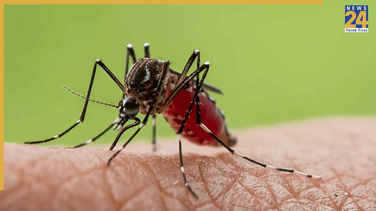 Fly bite Disease: