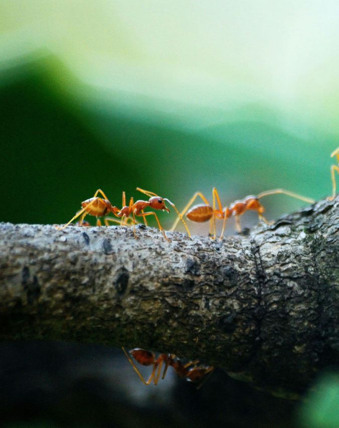 Laal Chiti Kaise Bhagaye-1-2