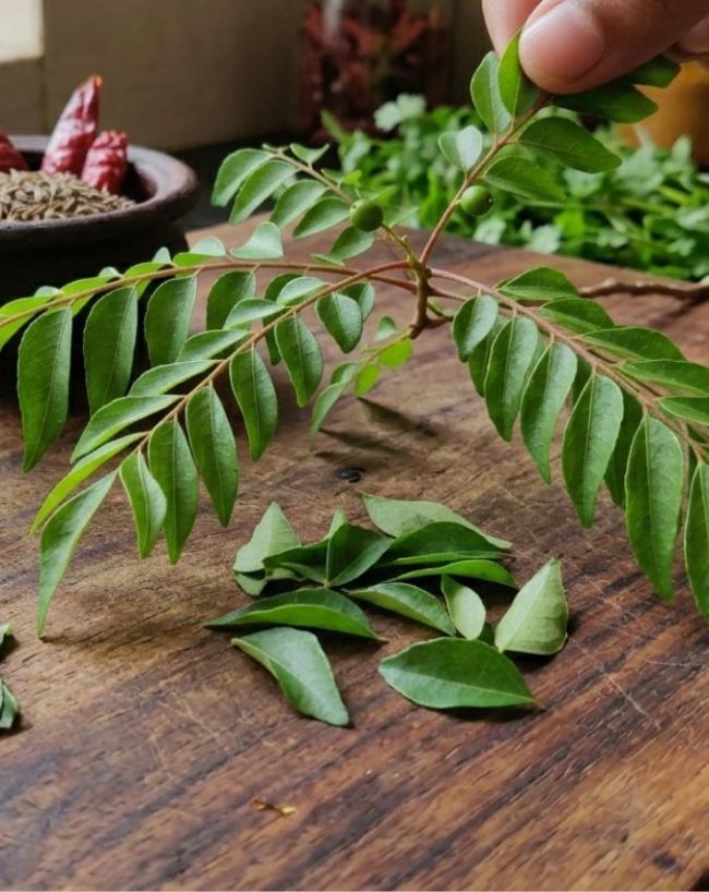 Curry Leaves Benefits-1-2