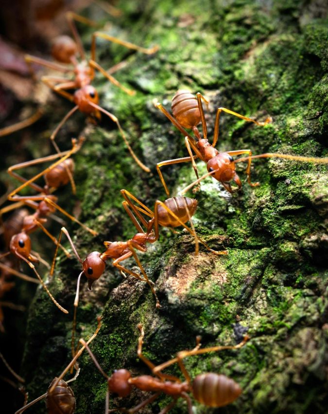 Laal Chiti Kaise Bhagaye-1-2-3