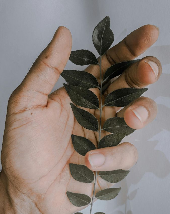 Curry Leaves Benefits-1-2-3