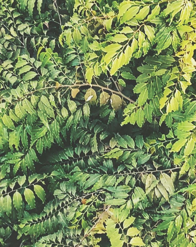 Curry Leaves Benefits-1-2-3-4