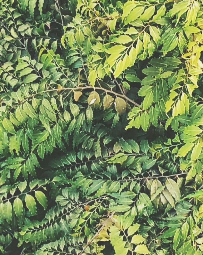 Curry Leaves Benefits-1-2-3-4