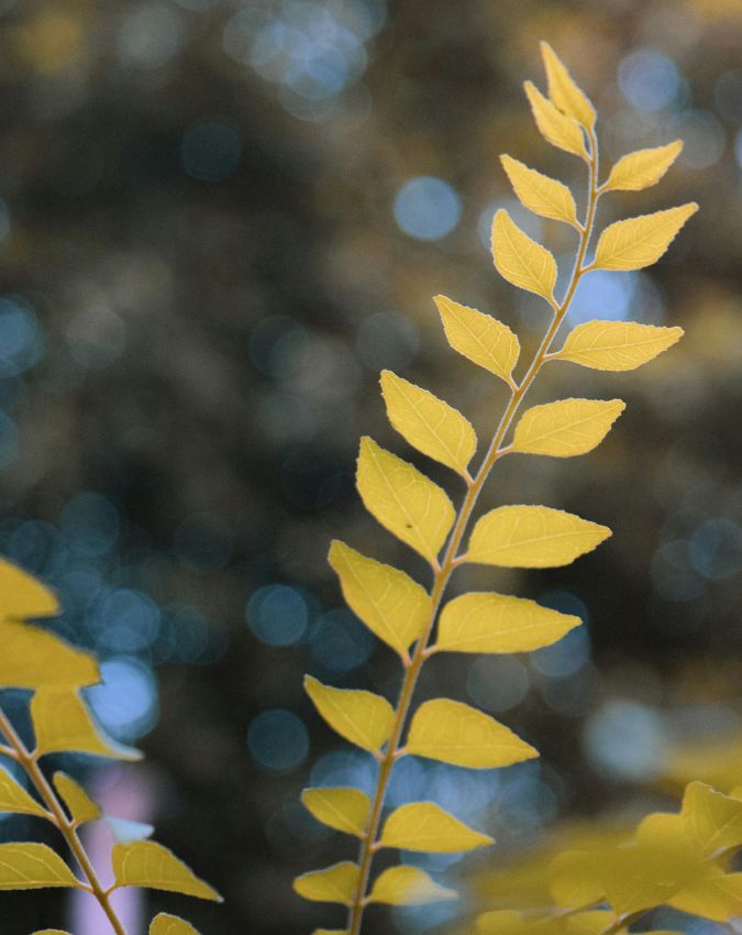 Curry Leaves Benefits-1-2-3-4-5-6