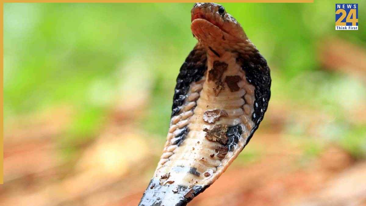 Animals That Hunt Cobra snake (6) (1) Animals That Hunt Cobra snake (6) (1)