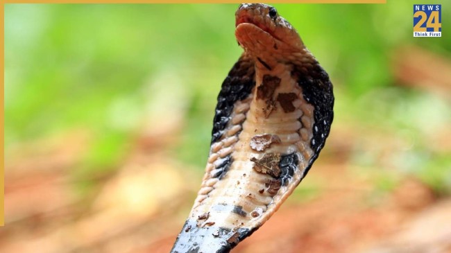 Animals That Hunt Cobra snake (6) (1) -1