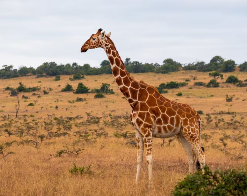 animals living without drinking water-1-2