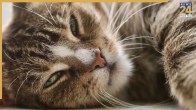 Cat Fungal Infection