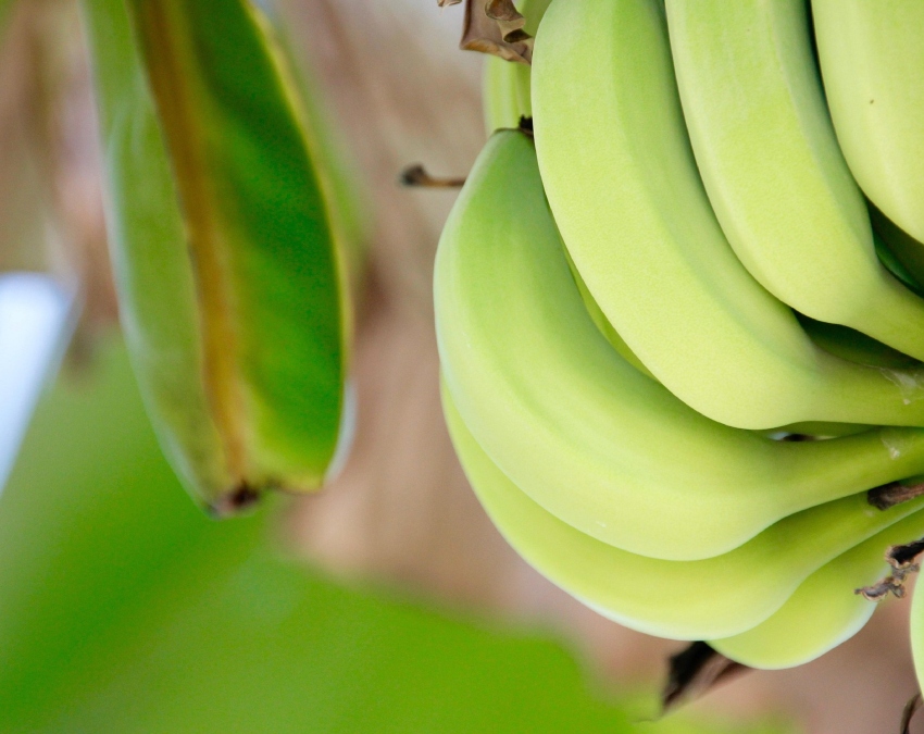 Tips And Tricks For Banana-1-2-3-4-5