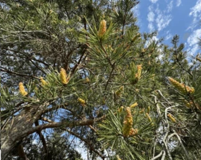 Chilgoza Dry Fruits Price Chilgoza Dry Fruits Price-1-2-3-4-5-6