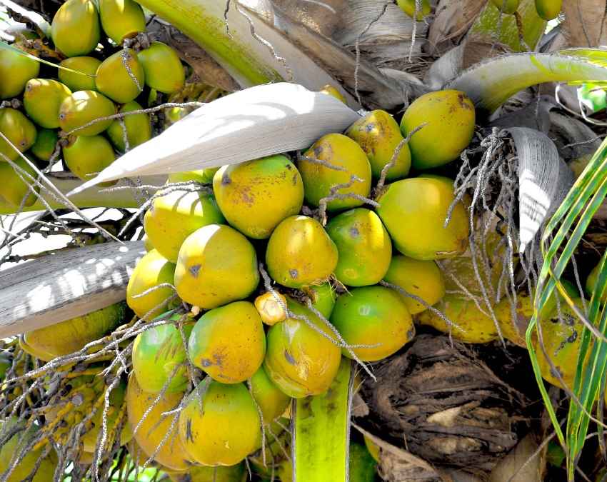 गलत नारियल खरीदने से हो सकता है नुकसान