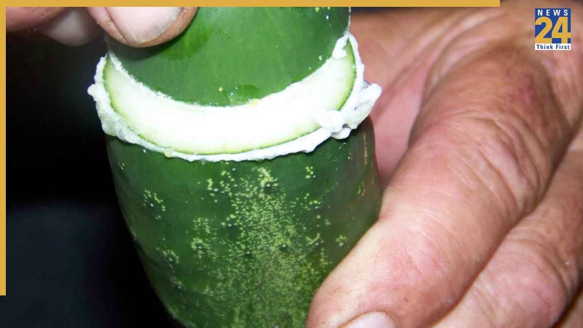 Cucumber End Rubbing Is Useful