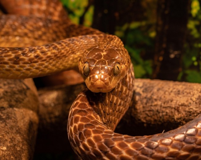 World Most Venomous snake-1-2-3-4-5