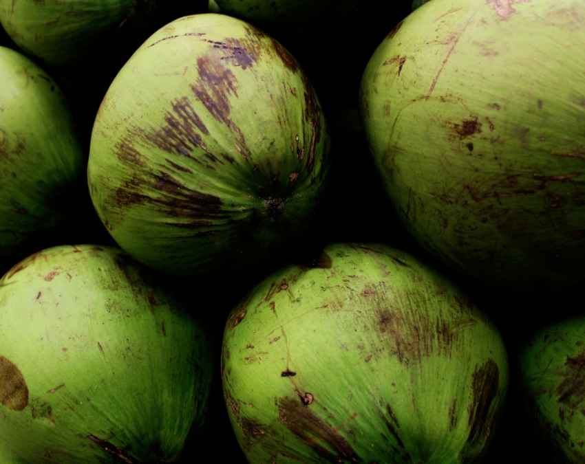 नारियल को हिलाकर करें आसान पहचान