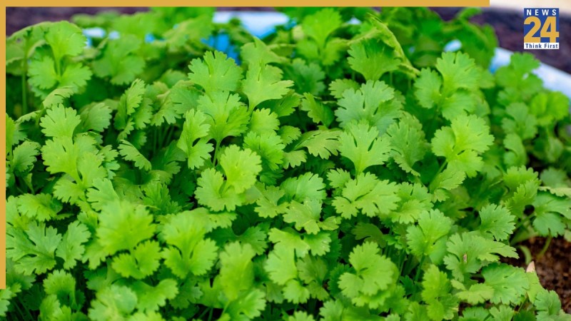 Hara Dhaniya Ke Fayde