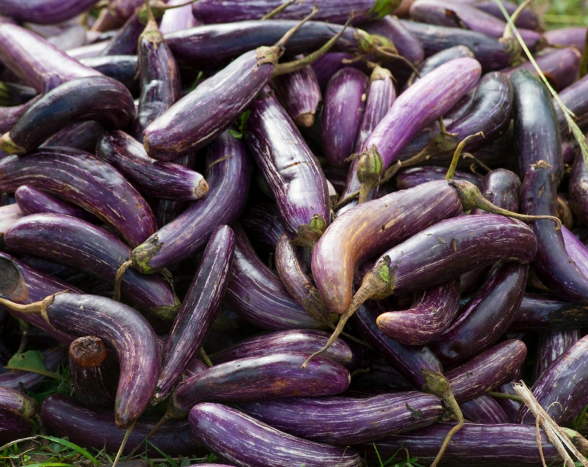 Baingan Buying Tips-1-2-3-4-5-6