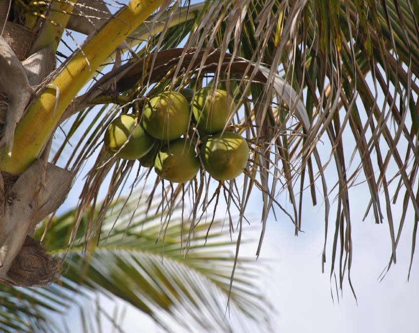 How To Choose Coconut-1-2-3-4