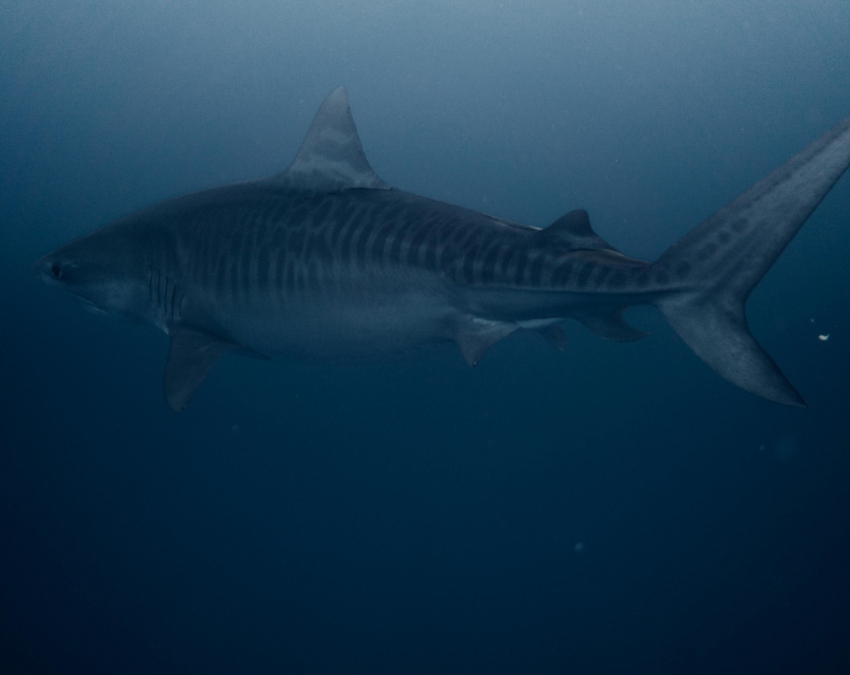 Strong Teeth Comparison-1-2-3-4-5-6-7