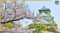 IRCTC Japan Cherry Blossom Tour Package 2026