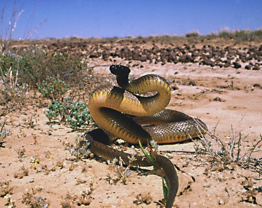 World Most Venomous snake-1-2