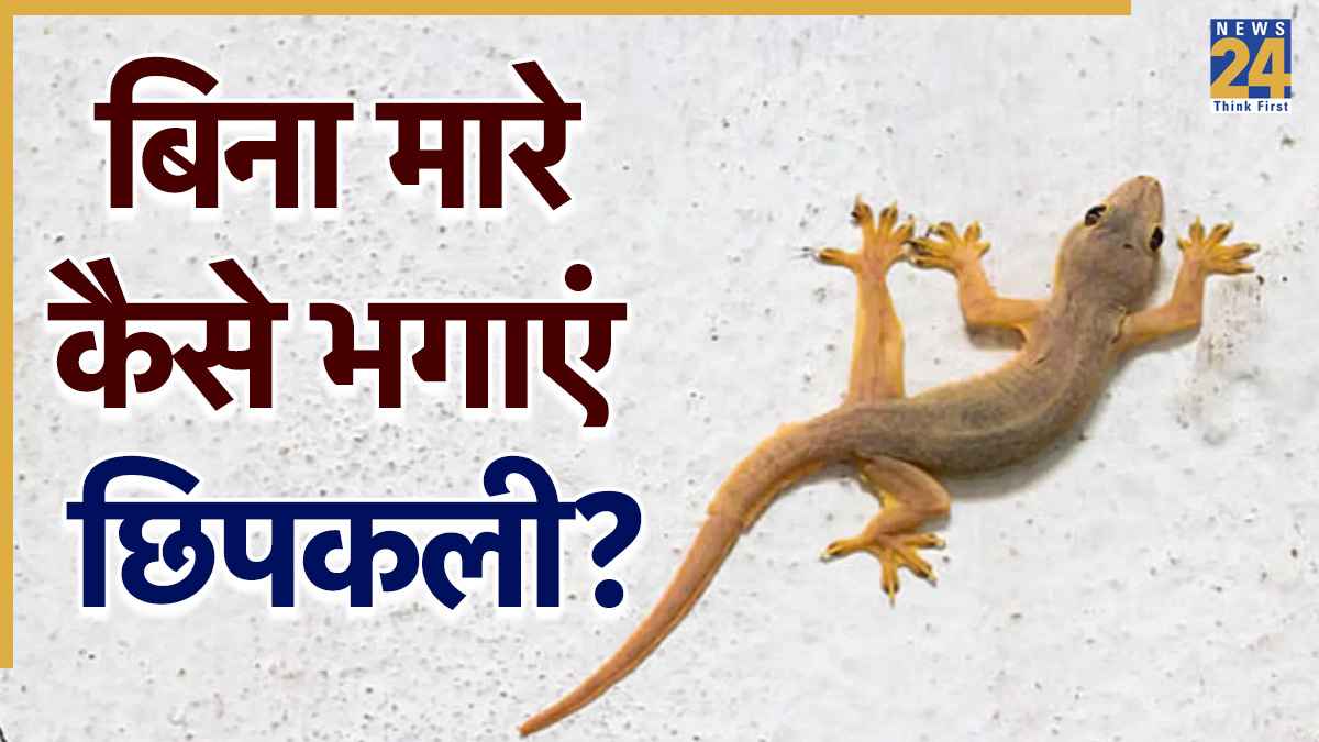 Lizards Home Remedies