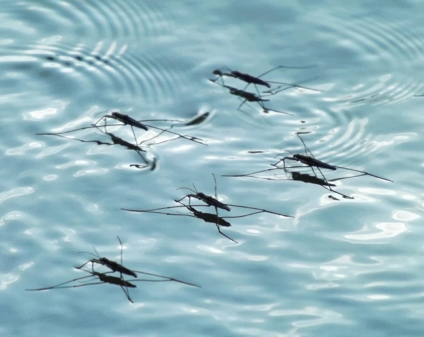 Mosquito Out Tips Mosquito Out Tips-1-2-3-4-5-6