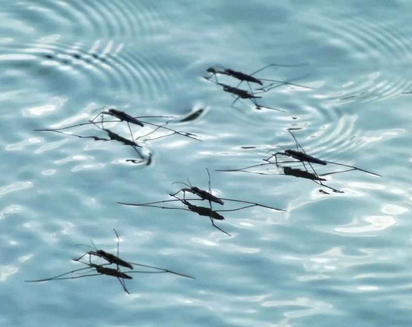 घर से गंदगी साफ करें