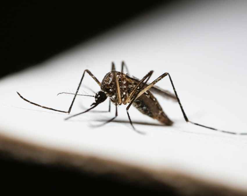 कपूर का स्प्रे बनाकर करें इस्तेमाल