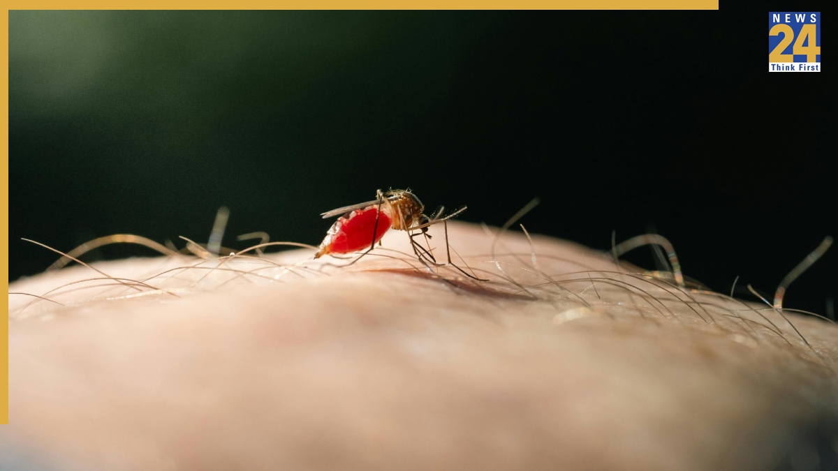 Mosquito Out Tips Mosquito Out Tips-1