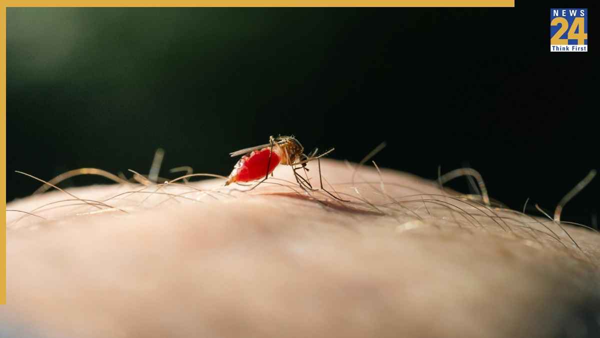 Mosquito Out Tips