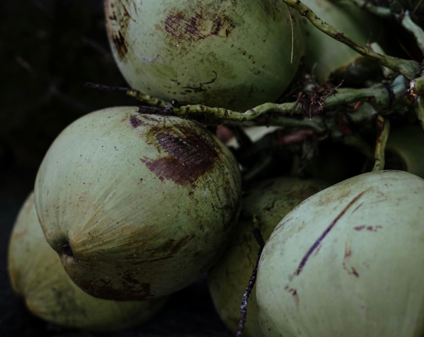 How To Choose Coconut-1-2-3-4-5