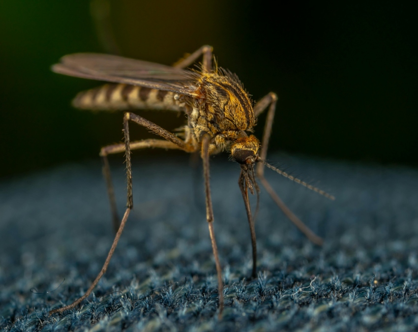 Mosquito Out Tips Mosquito Out Tips-1-2-3-4-5