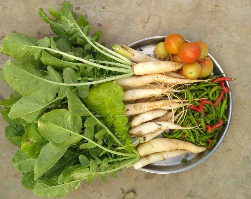मूली और उसके पत्ते भी हैं सेहत के लिए फायदेमंद