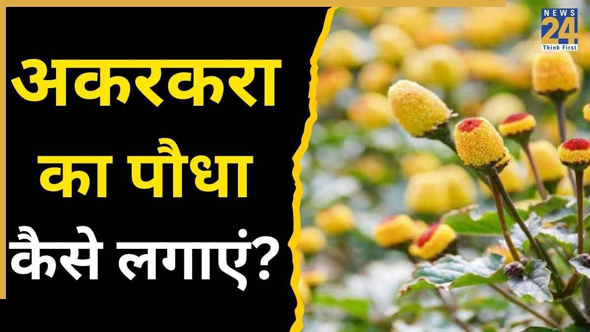 Akarkara Ka Paudha Kaise Lagaye
