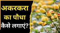 Akarkara Ka Paudha Kaise Lagaye