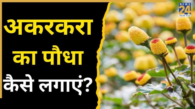 Akarkara Ka Paudha Kaise Lagaye