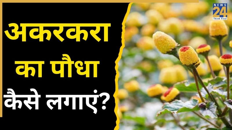 Akarkara Ka Paudha Kaise Lagaye