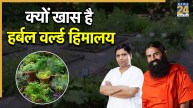Patanjali Herbal World Himalaya
