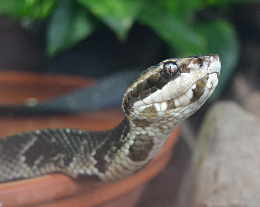 World Most Venomous snake-1-2-3-4-5-6