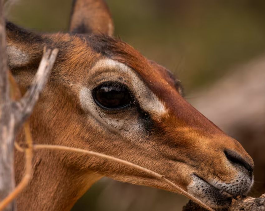 animals living without drinking water-1-2-3-4-5-6-7