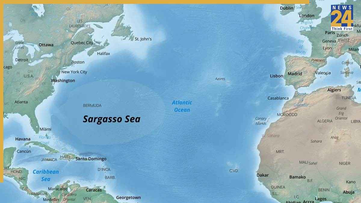 Sargasso Sea unique ocean (5)