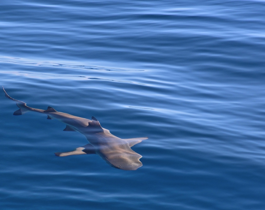 Strong Teeth Comparison-1-2-3-4-5-6-7-8