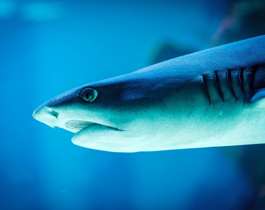 Strong Teeth Comparison-1-2-3-4-5-6